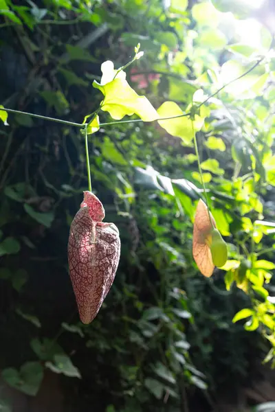 Doğadaki Vahşi Aristo Sarmaşığı