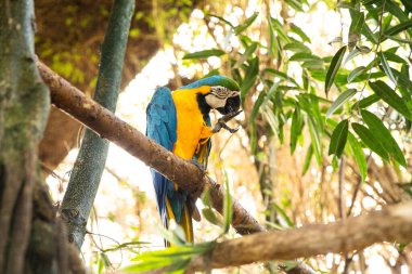 Vahşi yağmur ormanlarında egzotik papağan Ara. Metin için boşluk var