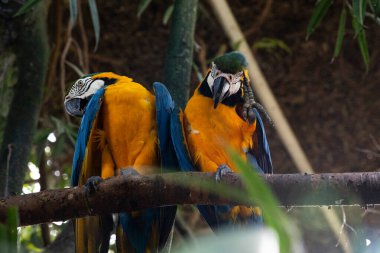 Pair of Tropical Macaws Resting clipart