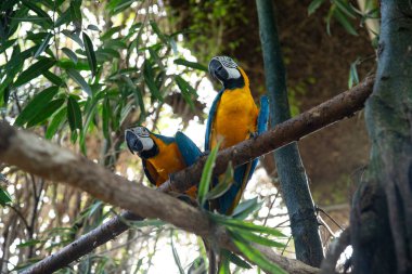 Doğal Yaşam Alanında Tropikal Macaws