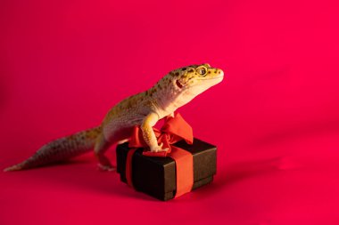 Leopard gecko with a gift box on pink background. Macro, space for text clipart