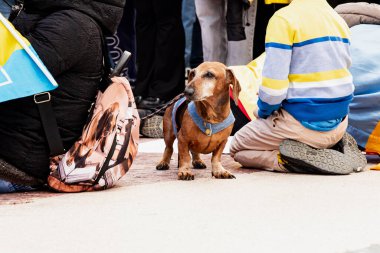 Ukraynalıların ulusal sembollü Ukrayna mitingini desteklediği bir köpek. Rusya ve Ukrayna arasındaki üç yıllık savaş. İspanya Barselona 23.02.2025