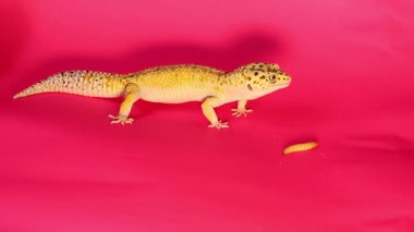 Leopar kertenkelesi pembe arka planda solucan yiyor. Makro, metin için boşluk.