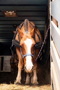 Kahverengi at nakliye kamyonunda