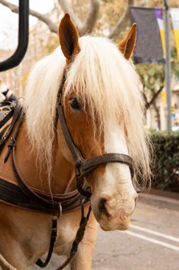 Yakından kumandalı uzun yeleli şirin bir at.