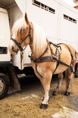 At yola çıkmadan önce koşum takımında