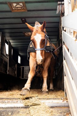 Ulaşım öncesi ahırdaki at.
