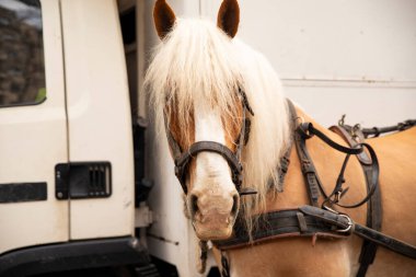 Kamyonun yanında uzun yeleli bir at.
