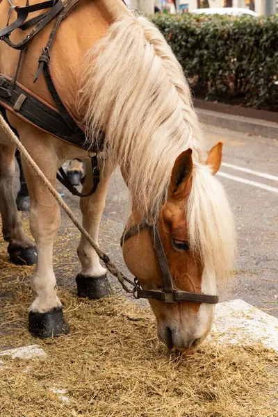 Kahverengi koşum takımı at saman yiyor  