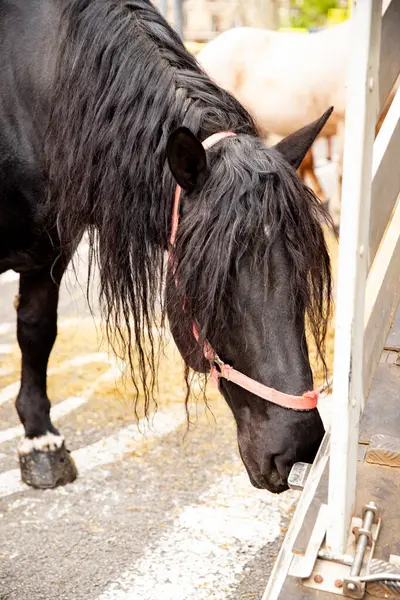 Koşumlu uzun yeleli siyah bir atın yakın çekimi.