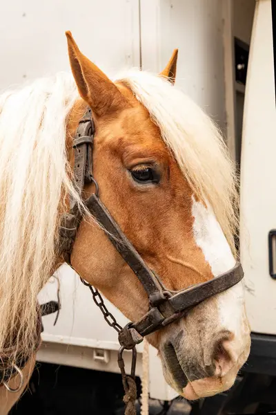 Güzel gözleri ve kırmızı kirpikleri olan şirin bir at.  
