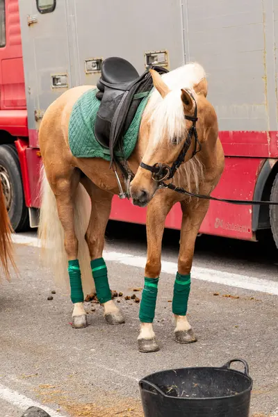 Bacakları bandajlı bir iş atı.