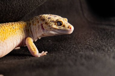 Bir eublephar gecko 'nun yüzüne yakın çekim, metin için hayvan mekanının yanındaki Macro fotoğrafı.