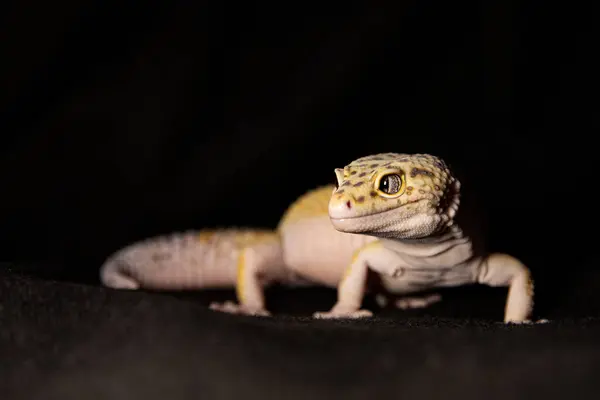 Stüdyo ışıklarıyla benekli bir Eublephar Gecko 'nun yakın çekimi. Makro fotoğraf metin için hayvan mekanının yanında