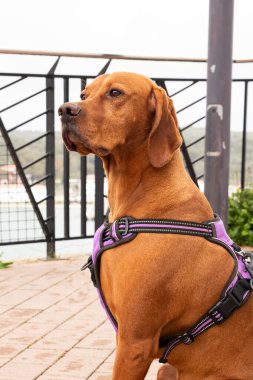 Güzel gözlü bir Macar çobanın yakın çekimi, bir av köpeğinin portresi.