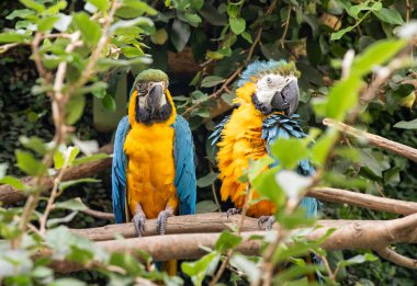 Kuşlar, tropik ormanlarda egzotik papağanlar. Ağaçtaki iki komik arkadaş