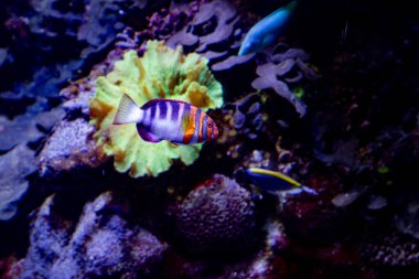 Egzotik çizgili balıklar denizde yüzer. Deniz doğası