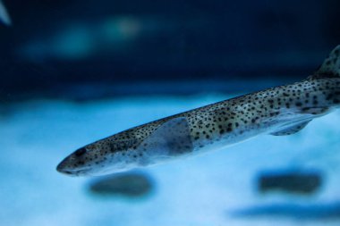 Deniz arka planı. Küçük Tegret köpekbalığı