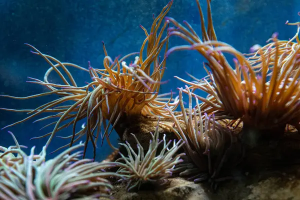 Deniz arka planı. Canlı mercanlar ve algler. Macro, reklam metnine yer var.