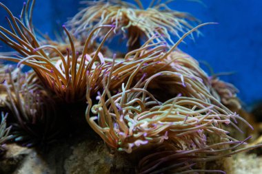 Deniz arka planı. Deniz şakayıkları ya da deniz şakayıkları, yırtıcı deniz omurgasızları.