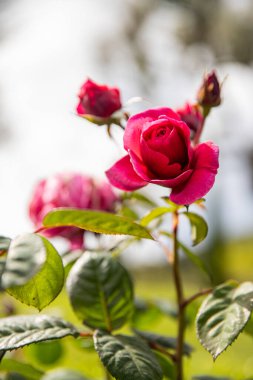 Hassas Bahçe Gülü, makro arkaplan resmi ve yazı için boşluk