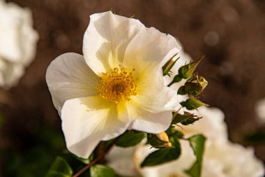 açık ve kapalı yabani güller, arkaplan resmi yazı için boşluk ile