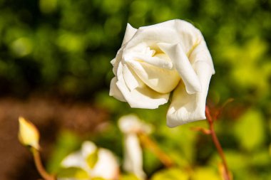 Güneş Işığında Soluk Beyaz Güller, arkaplan resmi