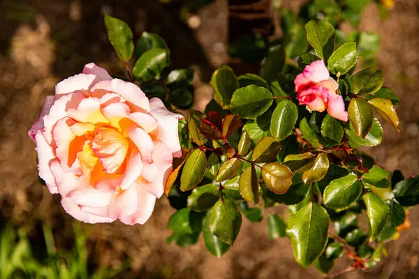 Krem Renkli Güller Makro arkaplan resmi