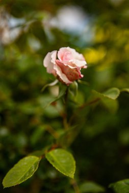 Zarif kızarık gül. Makro, arkaplan resmi