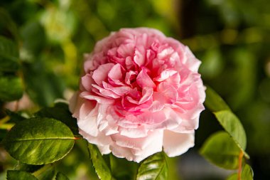 Pembe gül yakın çekim