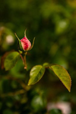 Güzel kapalı kırmızı gül, taze bahçe çiçekleri arkaplan resmi, makro
