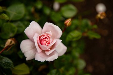 Bahçe Çiçeği Kapat arkaplan resmi, makro