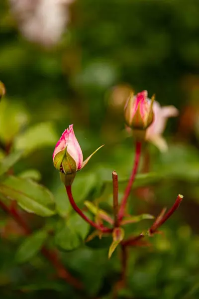 Küçük gül çalıları, bahçede budama çiçekleri.