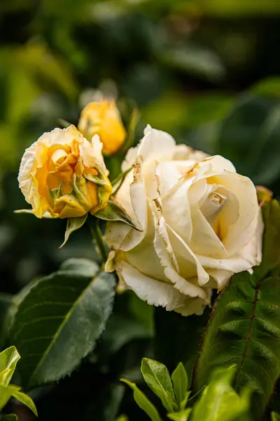 Bahçeden yaşlı ve genç bir gül