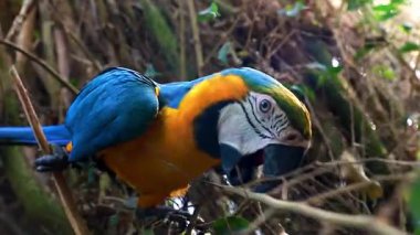 Majestic Macaw Bir Uzuv Kapanışı Üzerine Dinleniyor