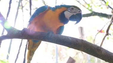 Tropikal ormanda mavi ve sarı papağan..