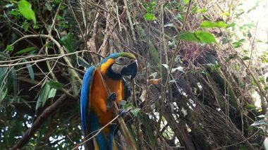 Doğal ortamında ağaç dalları üzerinde dinlenen renkli ara papağanı.