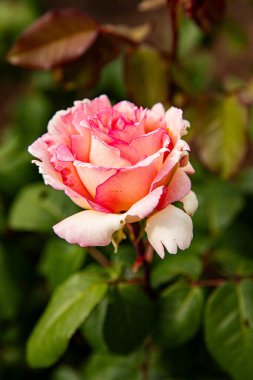 İki renkli gül büyük biçimi, metin için alanı olan makro arkaplan resmi