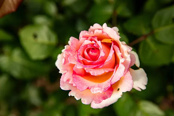 Arka planda bulanık bir gül. Tasarım için canlı çiçek arkaplanı