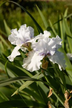 Parlak renkli bir çiçeğin zarif beyaz süsen çiçekleri..