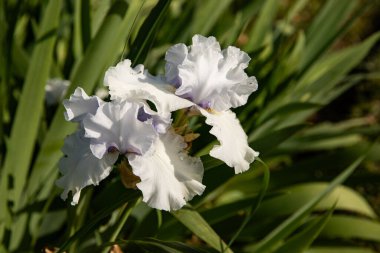 Güneşli bir bahar bahçesinde zengin beyaz irisler