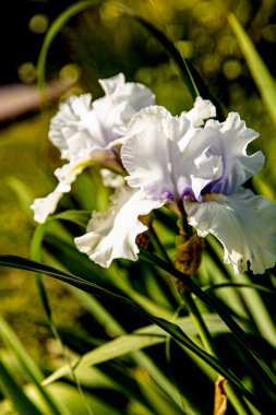 Çiçekli arka plan Güneşli bir bahar bahçesinde zengin beyaz süsen çiçekleri