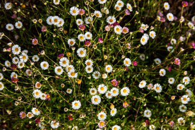 Papatya tarlası, beyaz ve pembe çiçek arkaplan resmi. Serene Wildflowers: Bellis ve Erigeron Mix