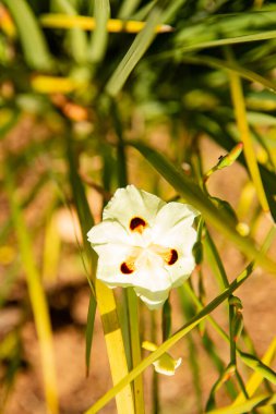 Afrika iris arka planı, çiçek desenleri ölür,