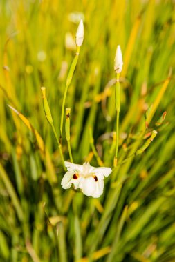 Zarif beyaz çiçekleri eşsiz işaretlerle diyet yapar - doğal bitki arkaplanı. Afrika iris makrosu