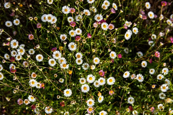 Papatya tarlası, beyaz ve pembe çiçek arkaplan resmi. Serene Wildflowers: Bellis ve Erigeron Mix