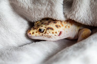 Büyük gözlü narin leopar kertenkelesi. 