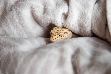Gri arkaplanda evcil kertenkele