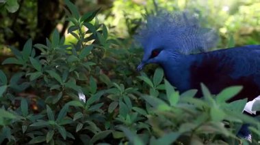 Victoria Taçlı Güvercin 'in yakın çekimi