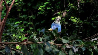 Parlak renkli bir muhabbet kuşu. Tropikal bir ormanda sarı başlı ve mavi vücutlu.